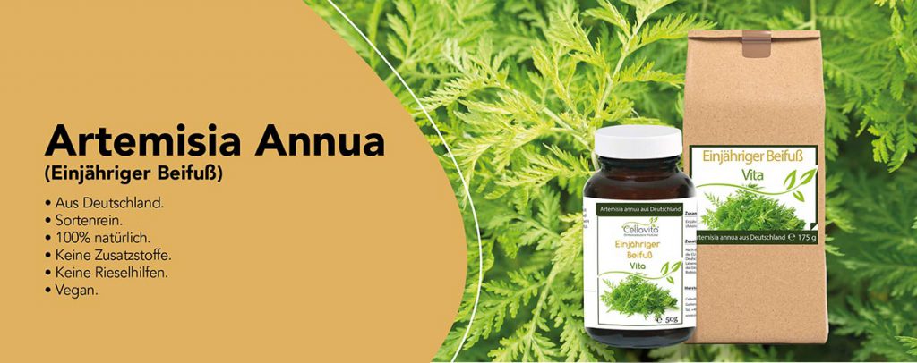Artemisia Annua Nutzen Sie Die Kraft Der Natur Für Ihre Gesundheit 5971